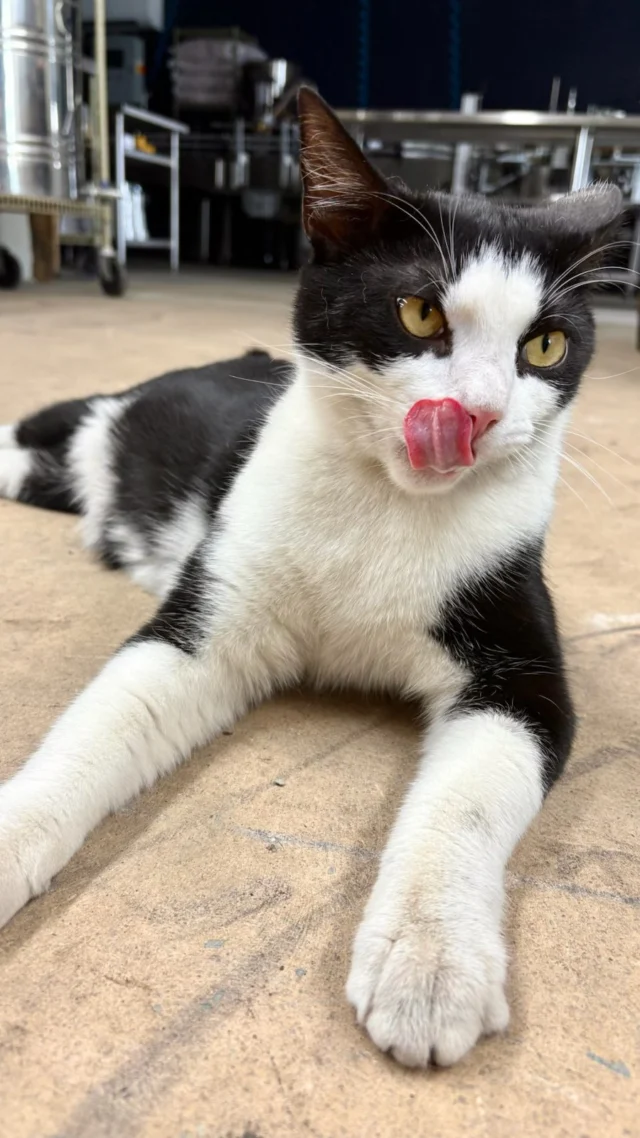 Our distillery cats, Fork and Spoon, take their jobs very seriously!💪 #distillerycats